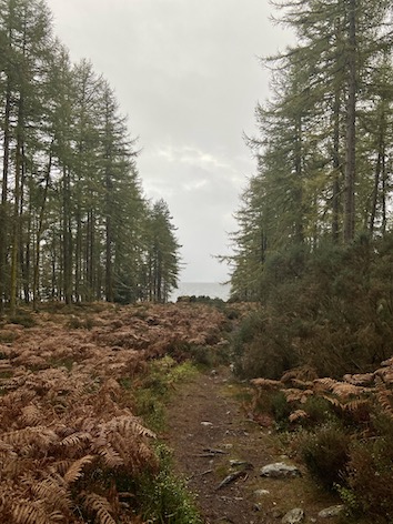 Trees lining a hiking trail